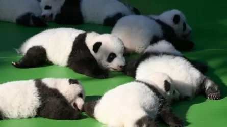 В Китае показали маленьких панд, родившихся в этом году