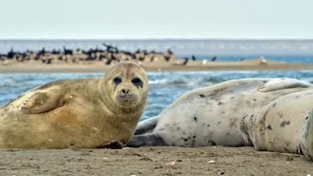 Численность тюленей на Каспии продолжает снижаться