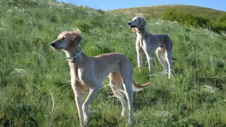 Всего 100-150 собак породы тазы осталось в Казахстане
