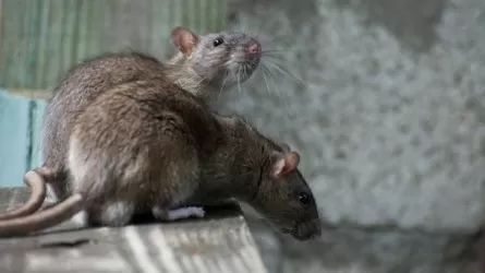 Крыс и мышей уничтожат в 25 тысячах домов в Нур-Султане