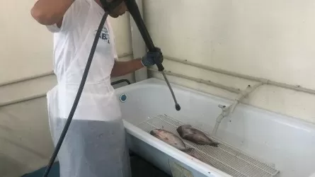 Рыбу и сыр будут экспортировать из Мангистау 