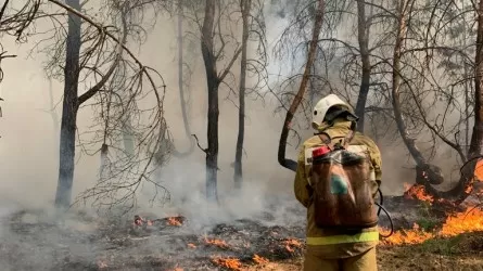 Арестован глава лесхоза после пожаров в Костанайской области
