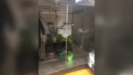 Көкшетауда есірткі өндіретін фитозертхана жойылды