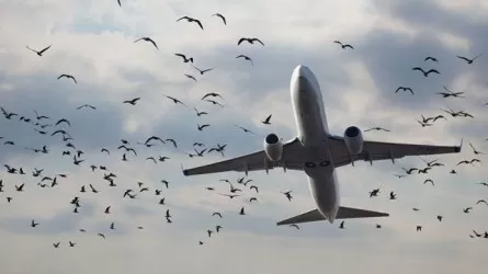 Птицы 46 раз с начала года врезались в самолеты у казахстанских аэропортов