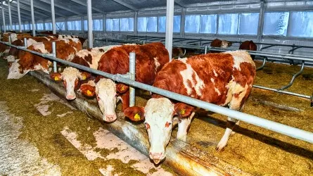 Бірыңғай нормативтер белгіленеді – Қарашөкеев