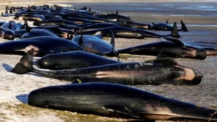 Почти 200 китов-пилотов погибли в Австралии