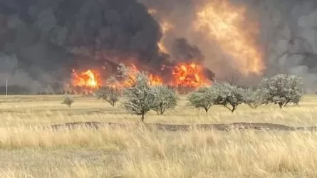 МЧС РК ликвидировало лесной пожар в Костанайской области