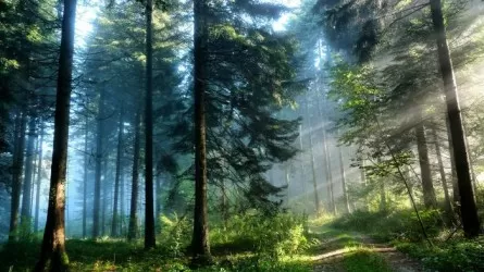 Республика бойынша ең аз жалақыны орманшылар алады
