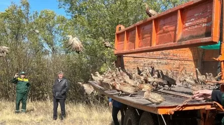 Астананың жасыл белдеуіне 550 қырғауыл жіберілді