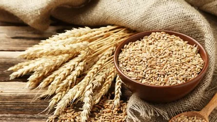 Увеличить закуп пшеницы продкорпорацией до 150 тысяч тенге за тонну просят аграрии 