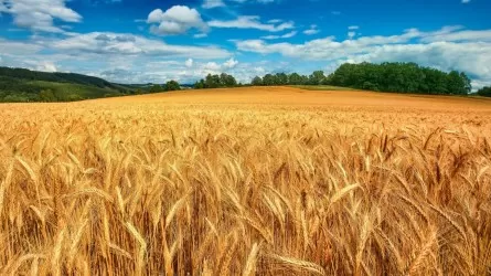 Kazakhstan’s Wheat and Meslin Exports Reach $1 Billion in January-July