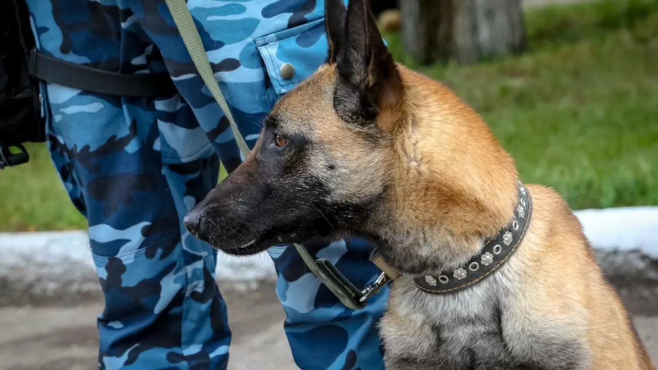 Сарыағашта қызметтік иттің көмегімен есірткі тасымалдаған ер адам анықталды