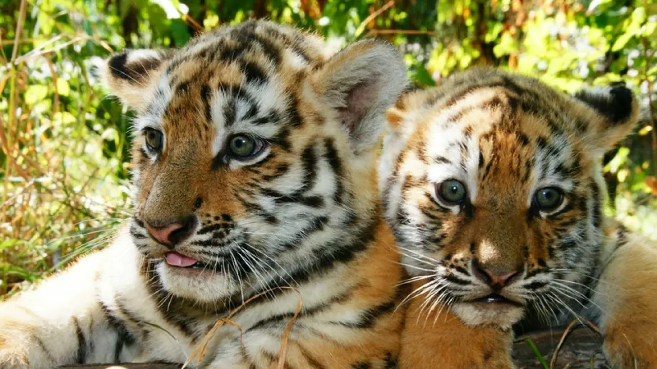 В Казахстане с каждым годом сокращается количество зоопарков  