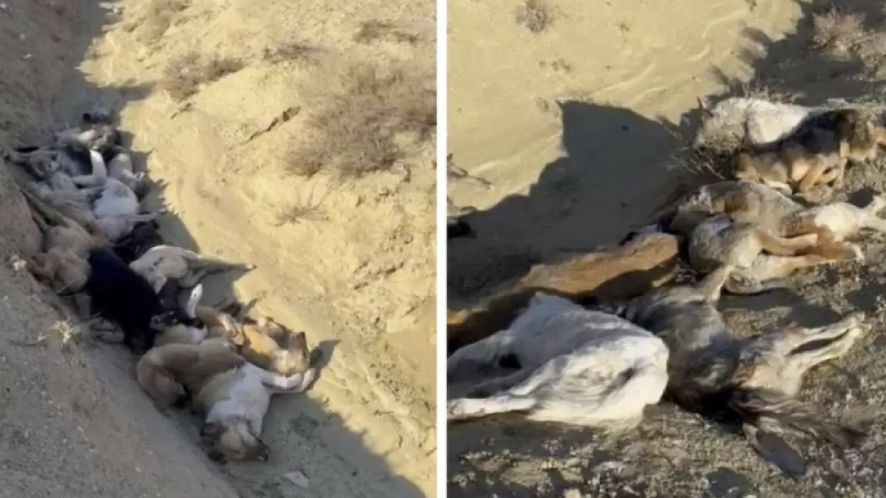 Около Актау в яме обнаружили десятки трупов собак