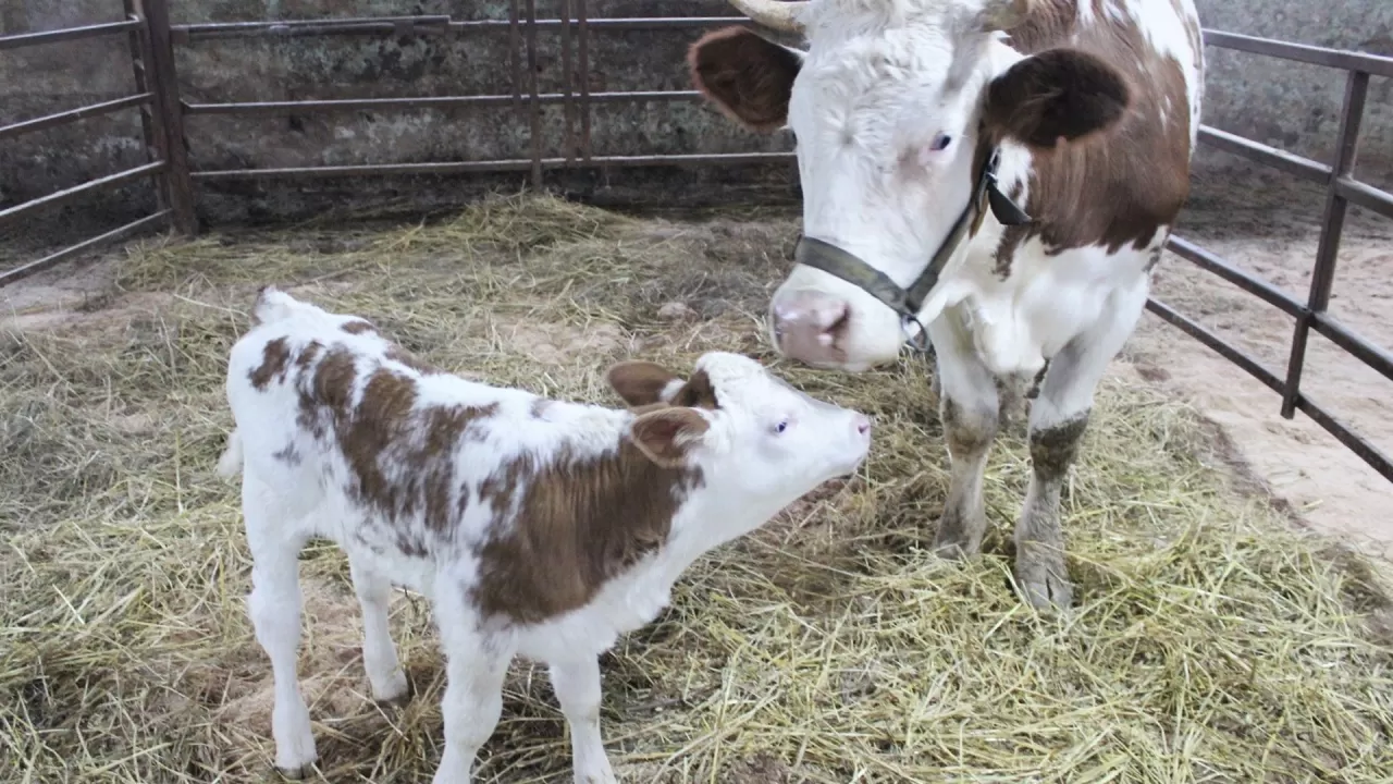 В России впервые получили потомство от клонированной коровы