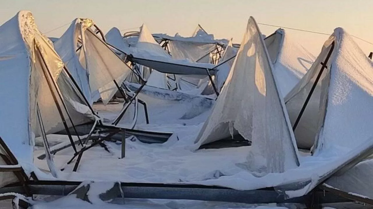 Получат ли компенсации за померзшие овощи тепличники Туркестанской области?