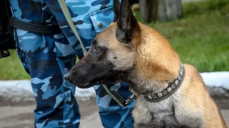 Сарыағашта қызметтік иттің көмегімен есірткі тасымалдаған ер адам анықталды