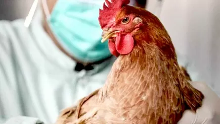 Антирекорд: более 10 млн кур уничтожили в Японии и там вновь вспышка птичьего гриппа