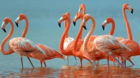 На Караколь в Мангистау вернулись розовые фламинго