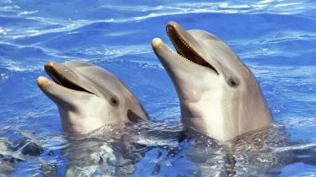 Дельфины кричат, но их не слышат: как освоение человеком океанов влияет на животных 