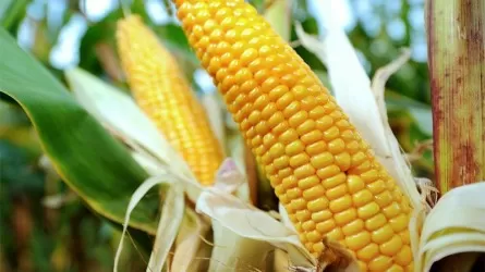 Жетісайда жүгері өңдеу зауыты салынуы мүмкін