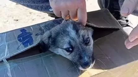 В Атырау спасли щенков, которых неизвестные хотели утопить