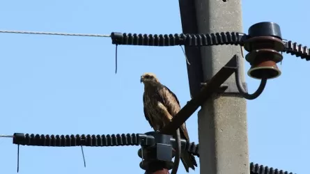 Установка птицезащитных устройств на электролиниях будет идти поэтапно – Роман Скляр