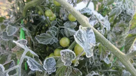 В Шымкенте и Туркестанской области замерз весь урожай томатов