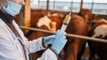 На вакцинацию скота против ящура в РК хотят выделить 3,5 млрд тенге