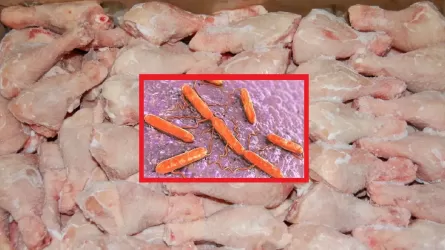 В Мангистау в курятине обнаружили сальмонеллу и кишечную палочку