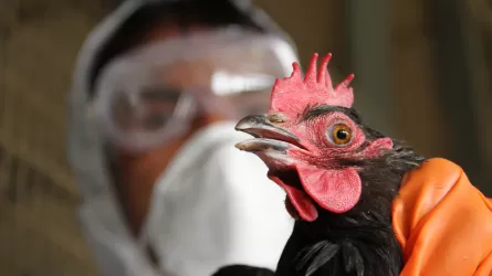 Новую вспышку птичьего гриппа зафиксировали в Японии  