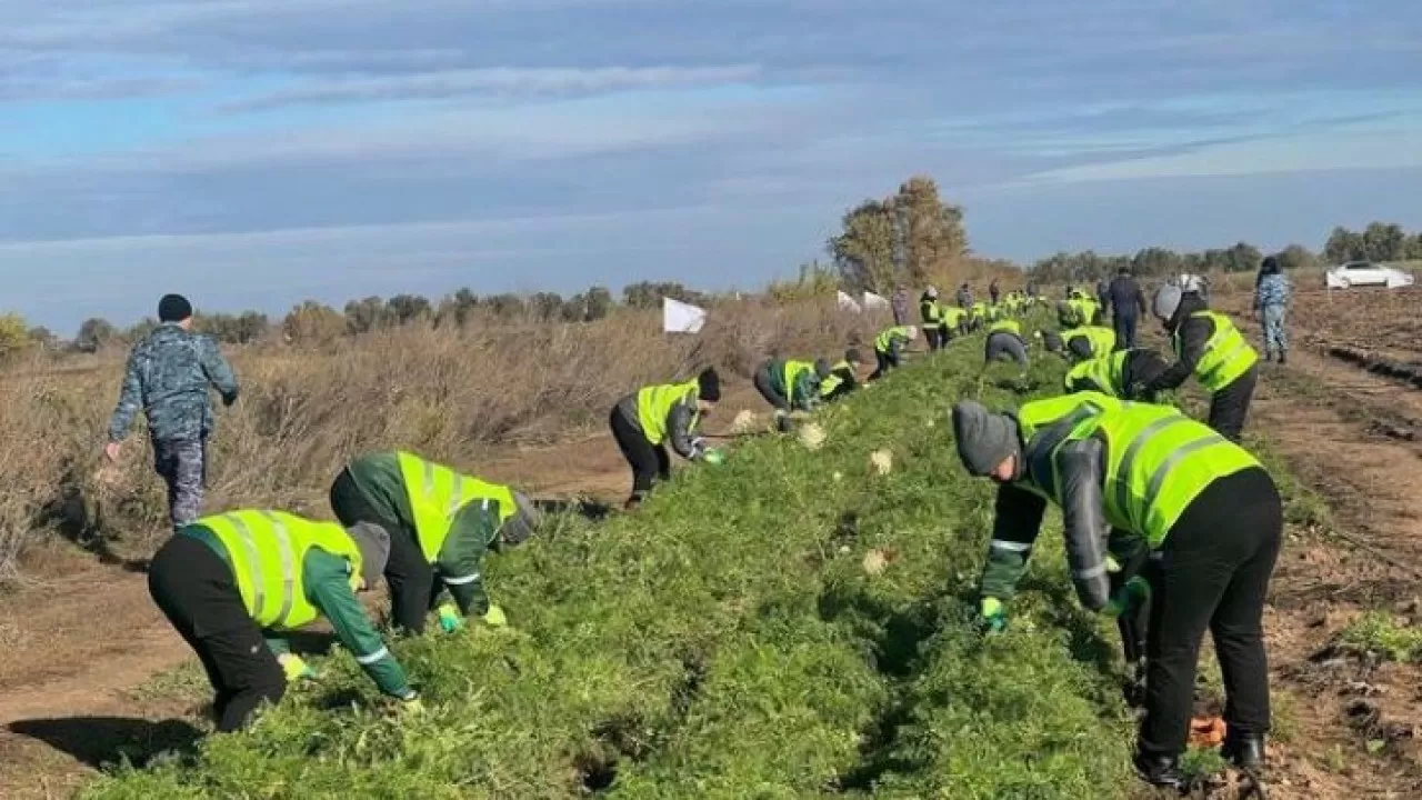 Осужденные в Карагандинской области помогают фермерам