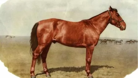Почему Адайская лошадь до сих пор не получила статус породистой?