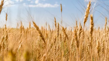 До 2 млн тонн просят увеличить прямой закуп пшеницы костанайские аграрии