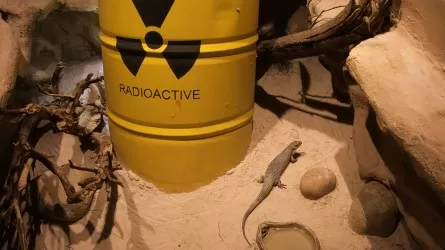 Акима Усть-Каменогорска обязали обнародовать засекреченные сведения о радиоактивных загрязнениях