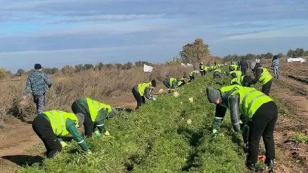 Осужденные в Карагандинской области помогают фермерам