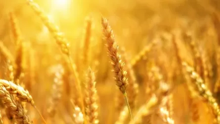 В минсельхозе РК сообщили, каким будет урожай зерна