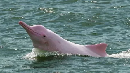 125 амазонских речных дельфинов выбросило на берег в Бразилии 