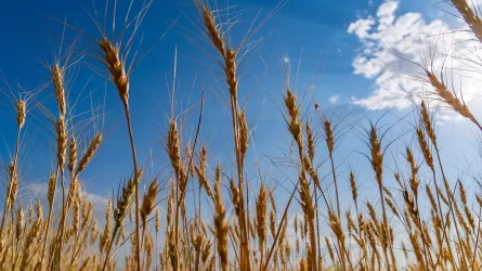 Россия повысила пошлины на экспорт пшеницы