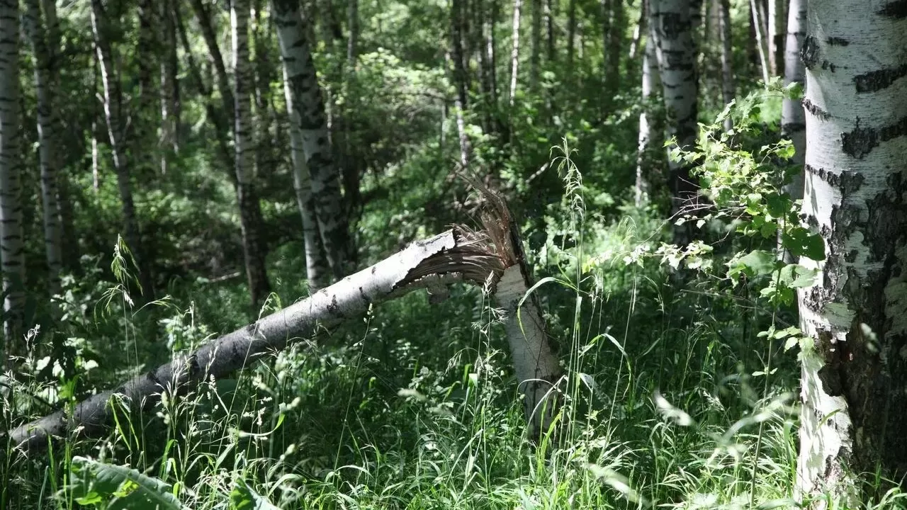 Семей орманын қасақана өртемек болғандар іздестіріліп жатыр