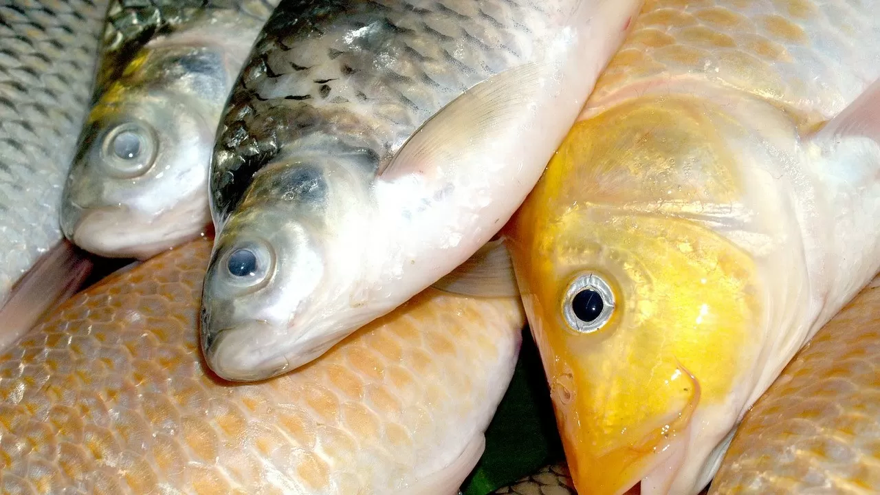 Как накормить казахстанцев собственной рыбой?