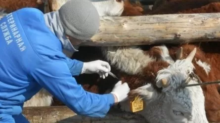 В Абайской области проводится вакцинация животных