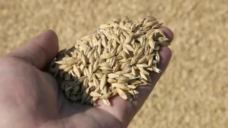 Всего 10% урожая костанайской пшеницы хорошего качества