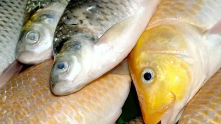Как накормить казахстанцев собственной рыбой?