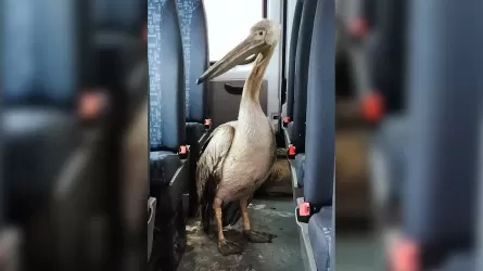 Павлодарцы приютили семью пеликанов