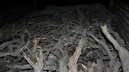 Черных лесорубов в РК оштрафовали на миллионы тенге