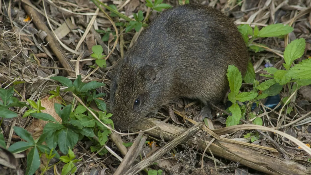 Австралийский штат Квинсленд несколько месяцев борется с нашествием крыс 