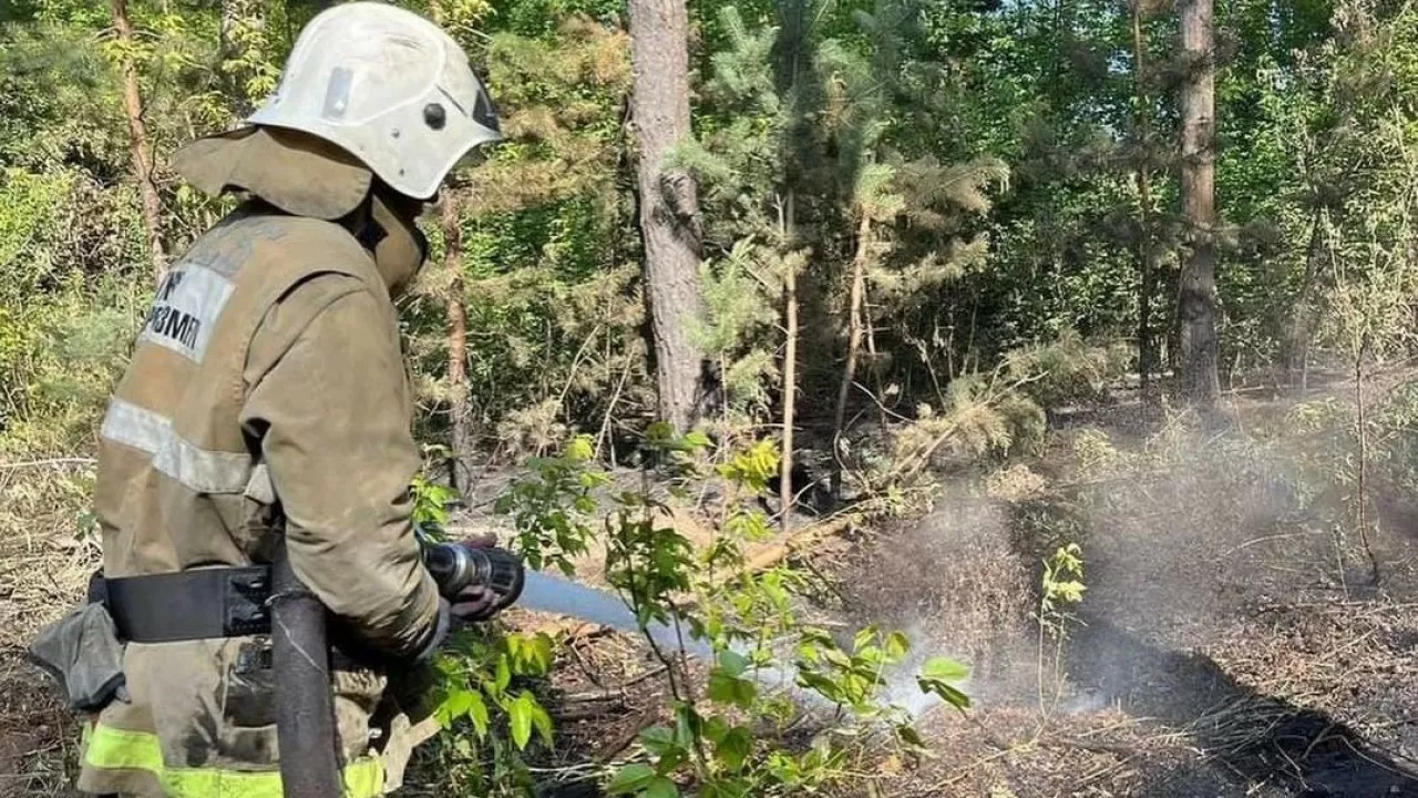 Абай облысындағы өртенген орманға санақ жүргізу 5 жылға дейін созылуы мүмкін