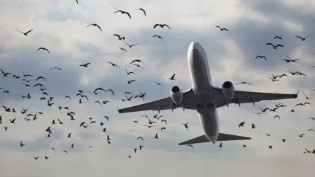 Как в Казахстане ликвидируют скопление птиц возле аэропортов?
