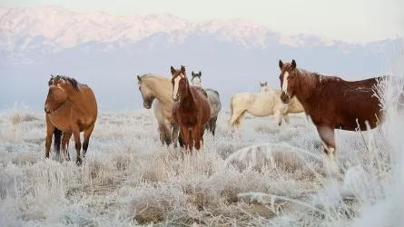 Как в РК собираются сохранить казахскую породу лошадей спортивного направления?